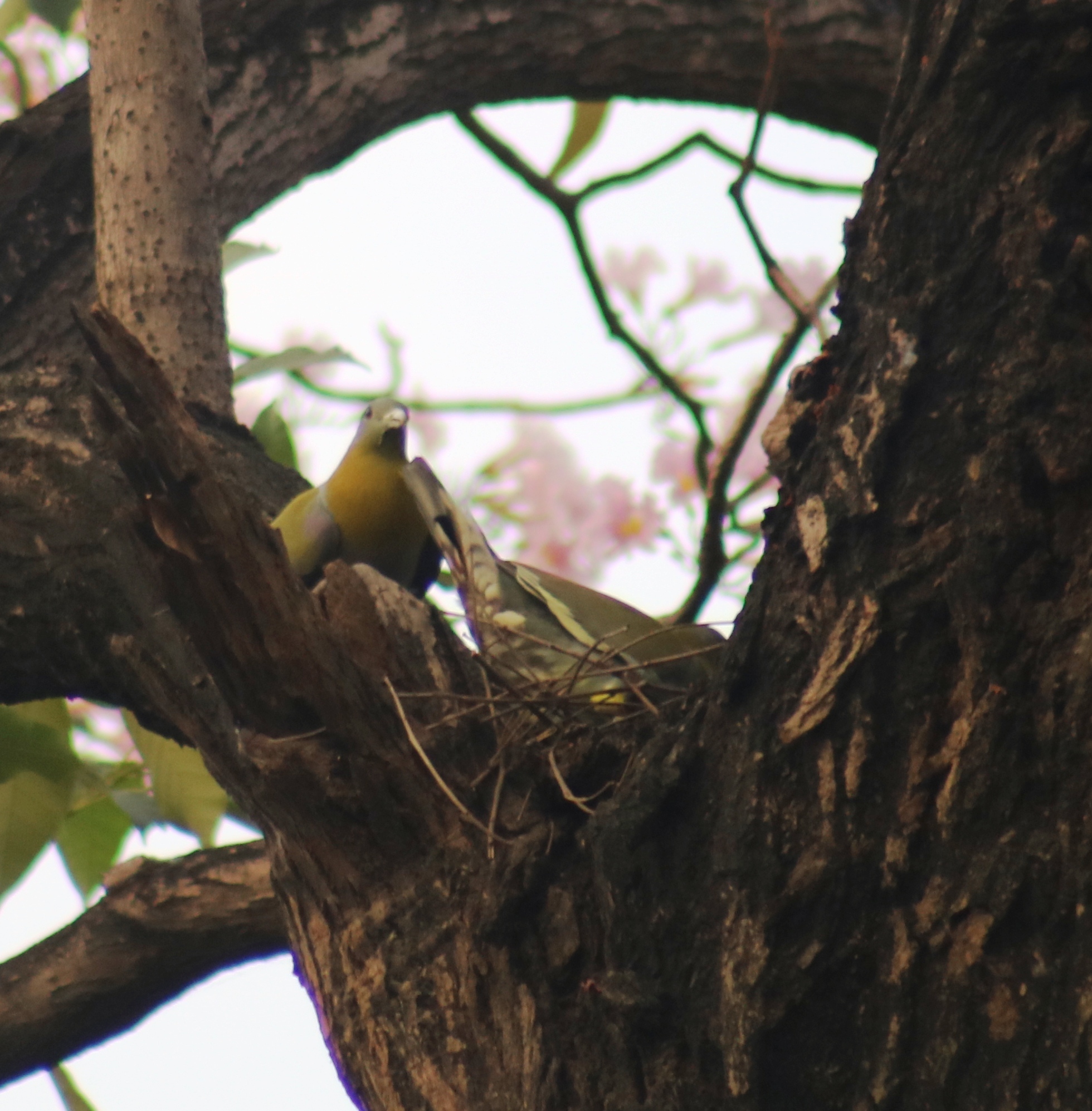 Yellow-footed Green Pigeon