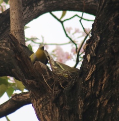 Treron phoenicopterus