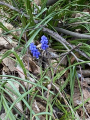 Muscari