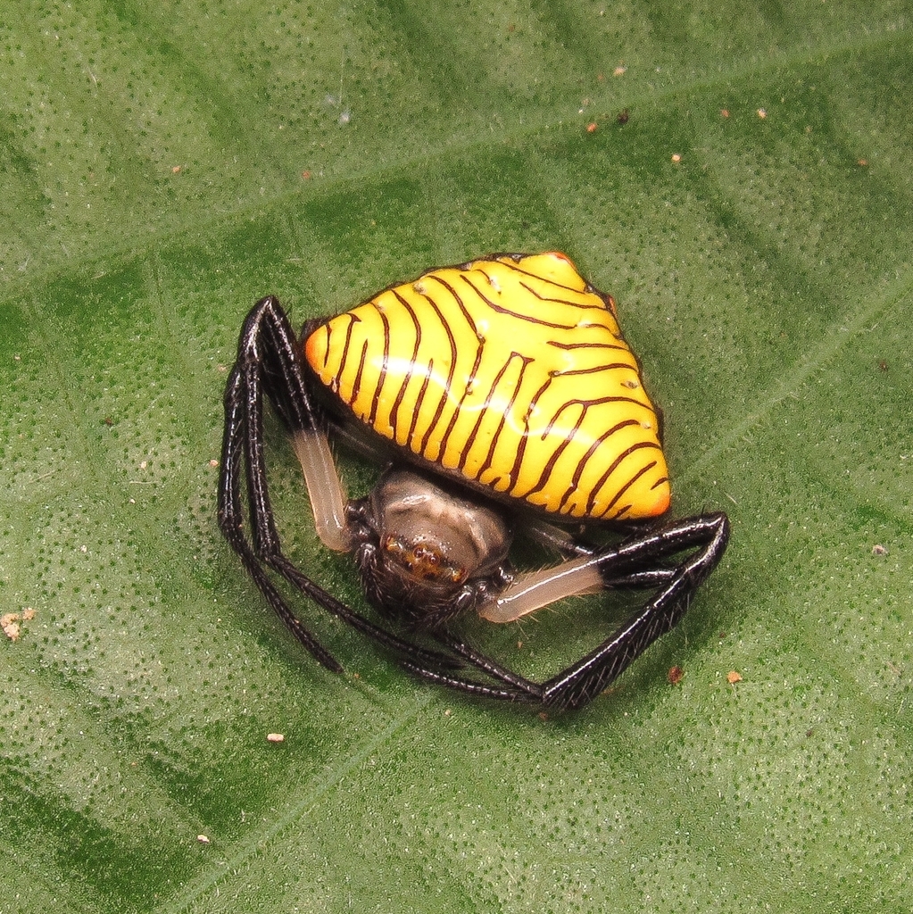 Verrucosa zebra
