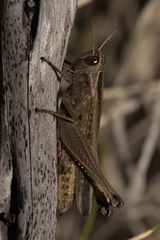 Eyprepocnemis plorans