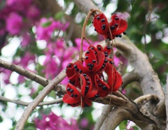Sterculia villosa