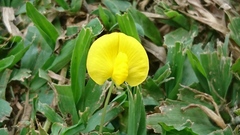 Arachis duranensis