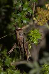 Eyprepocnemis plorans