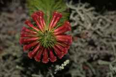 Erica viscaria