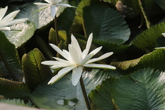 Nymphaea