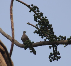Streptopelia chinensis