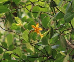Angiospermae