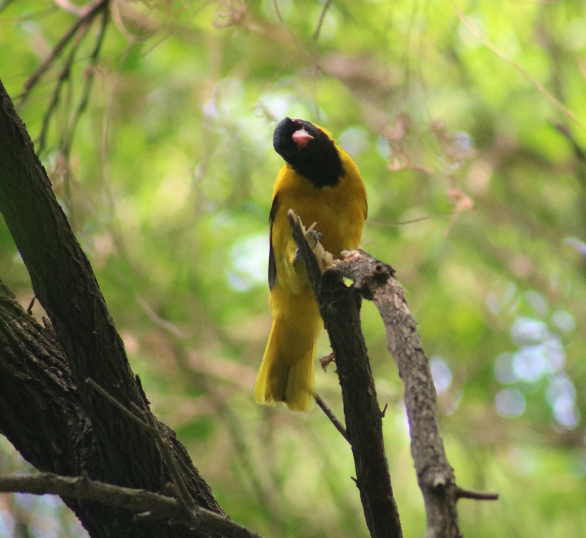 Black-hooded Oriole