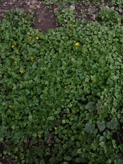 Ficaria verna
