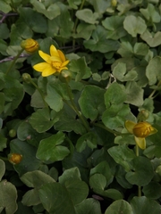 Ficaria verna