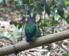 Chalcophaps indica