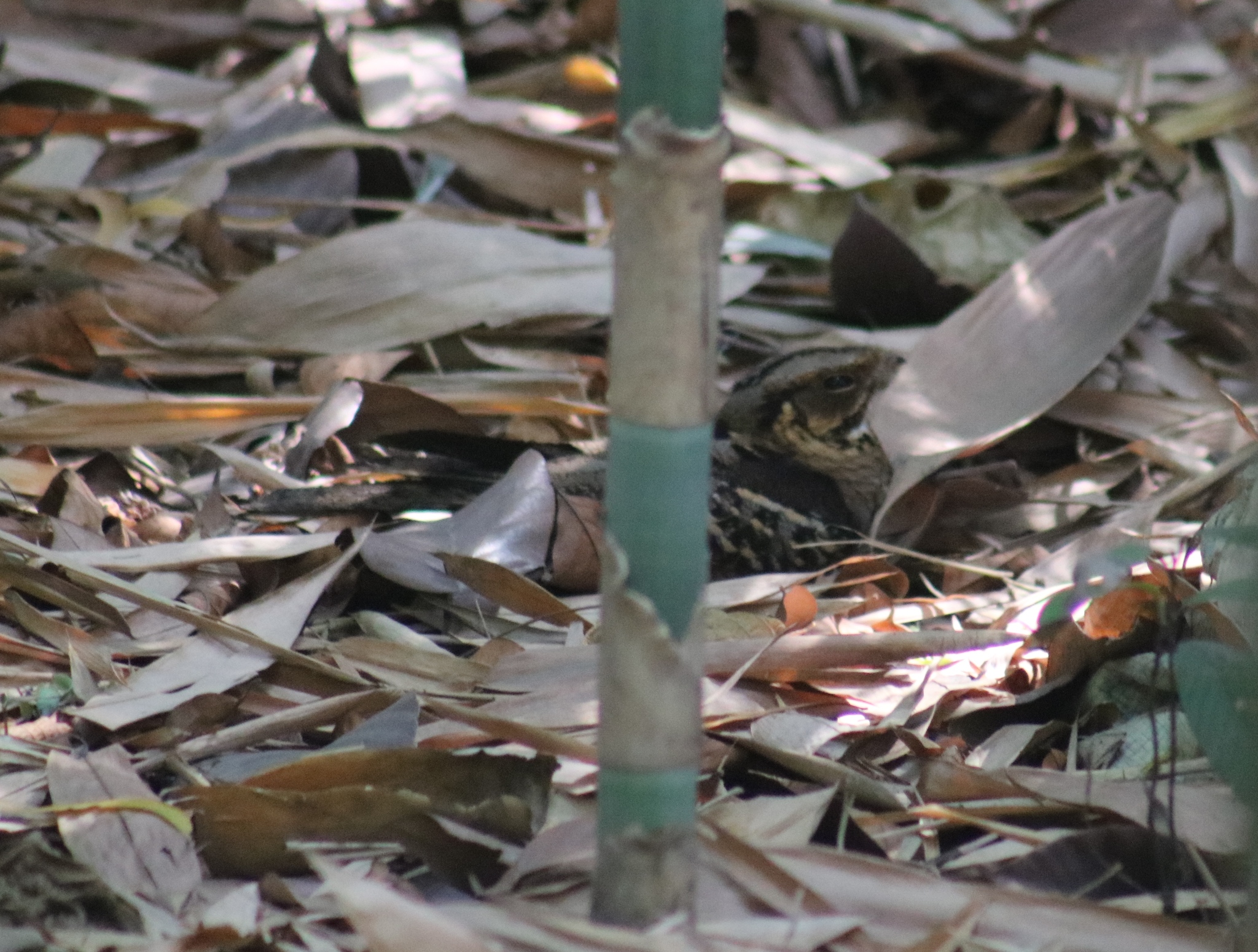 Large-tailed Nightjar