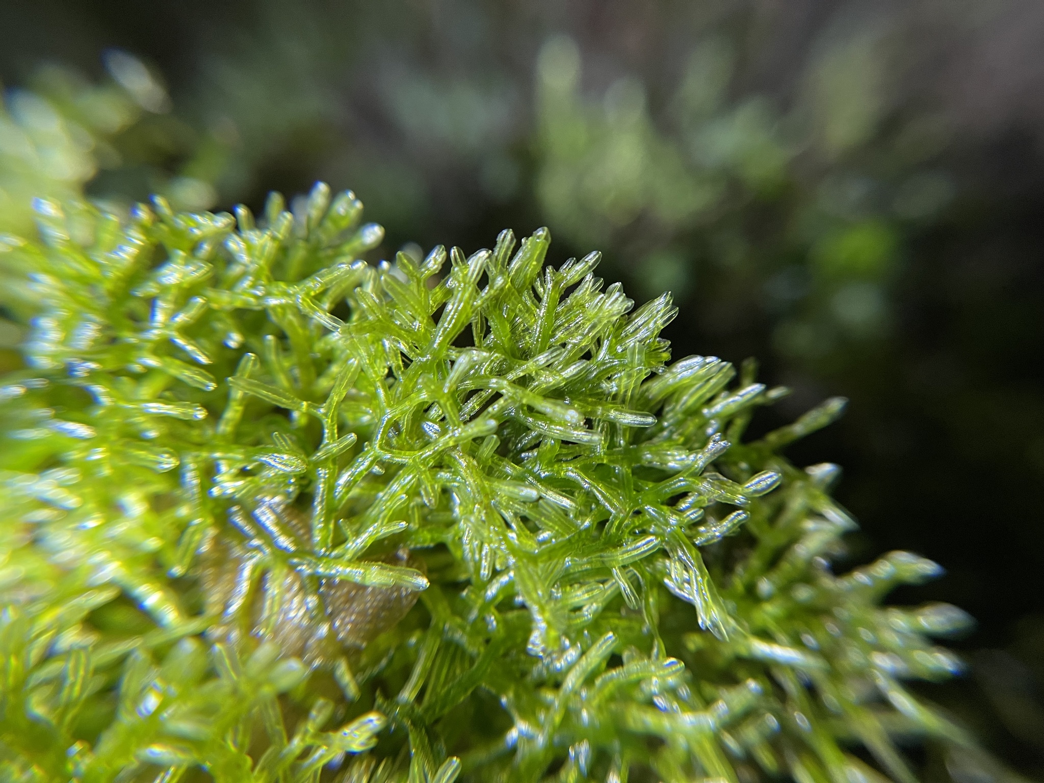 Metzgeria procera