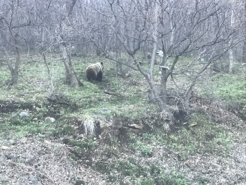Brown bear