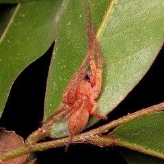 Anyphaenidae