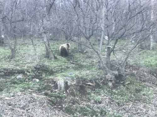 Brown bear