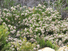 Serruria ascendens