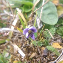 Viola beamanii