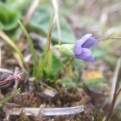 Viola beamanii