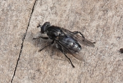 Chalcosyrphus metallifer