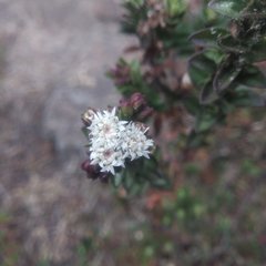 Oxylobus arbutifolius