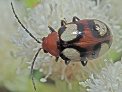 Monolepta bioculata