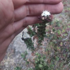 Oxylobus arbutifolius