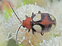 Monolepta bioculata