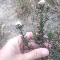 Oxylobus arbutifolius