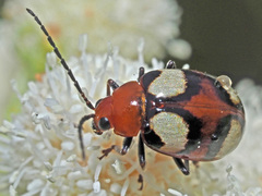 Monolepta bioculata