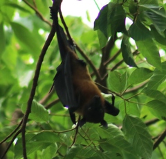 Pteropus giganteus