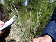 Bupleurum fruticescens