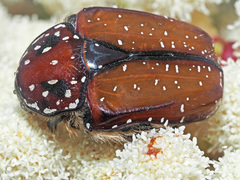 Trichostetha capensis hottentotta