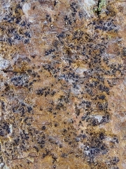 Pseudoschismatomma rufescens