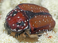 Trichostetha capensis hottentotta