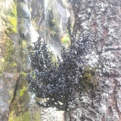 Arceuthobium vaginatum