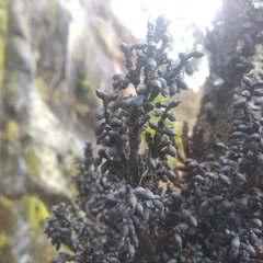 Arceuthobium vaginatum