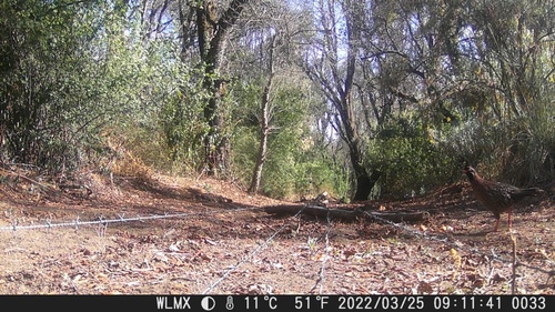 long-tailed wood-partridge (Dendrortyx macroura)