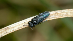 Tomostethus nigritus