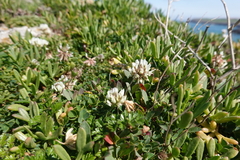 Trifolium occidentale