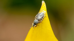 Chlorops strigulus