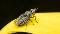 Chlorops strigulus