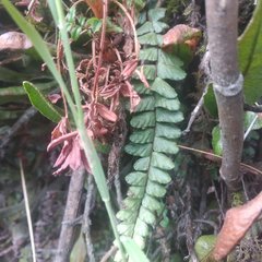 Asplenium castaneum