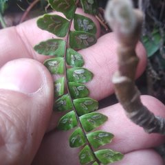 Asplenium castaneum