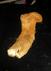 Battarrea phalloides