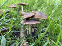 Psathyrella spadiceogrisea