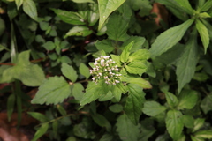 Valeriana flaccidissima
