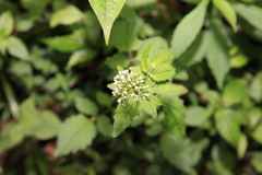 Valeriana flaccidissima
