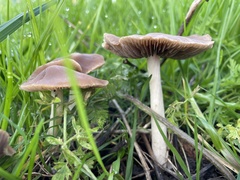 Psathyrella spadiceogrisea